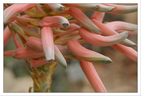 Aloe Flower