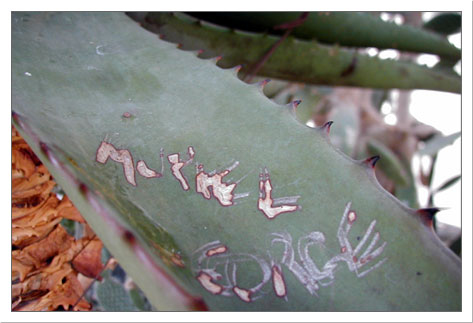 An aloe with a name scratched into it.  Allan Gardens Greenhouse