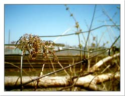 View from Community Garden