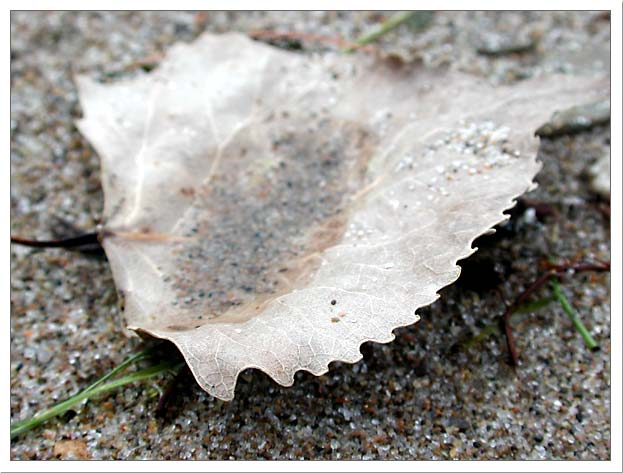 beach_leaf.jpg