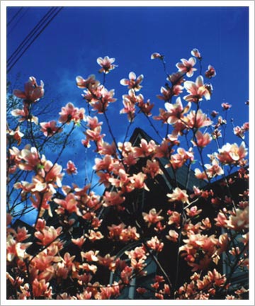 Magnolia Tree Taken with Brownie Target Six-20