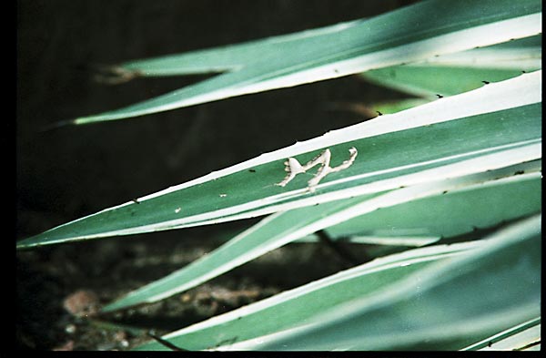 canon_agave_m.jpg