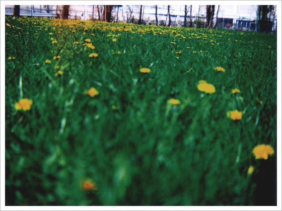 coronet dandelions