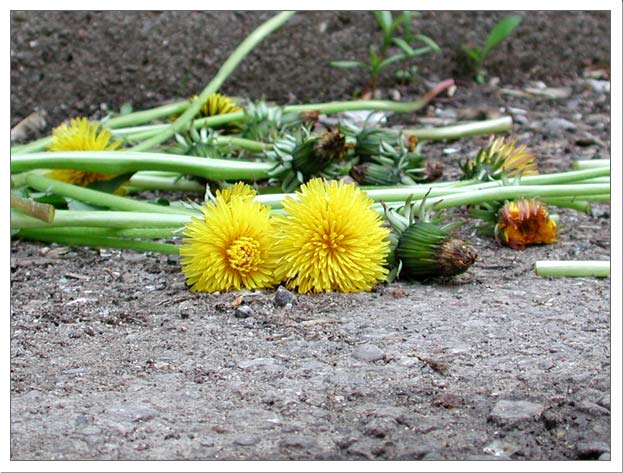 dandelions_picked.jpg