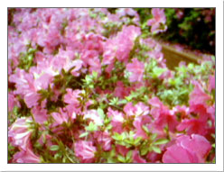 Azaleas