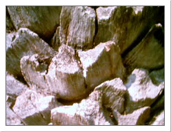 Palm Bark