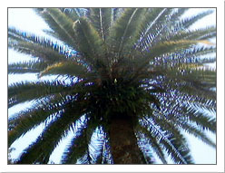 Palm