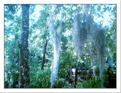 Spanish Moss