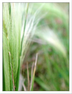 grass