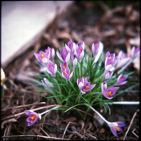 Crocus