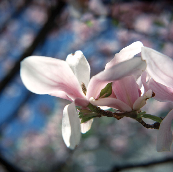 greatwall_magnolia.jpg
