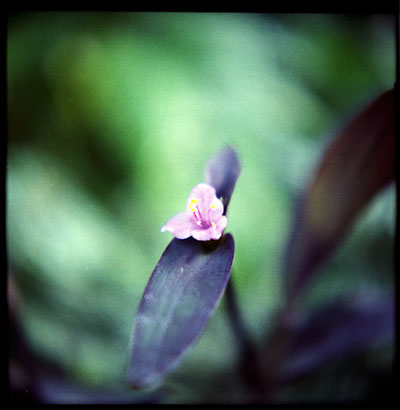 greatwall_purpleflower.jpg