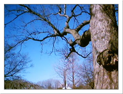 highpark_tree.jpg