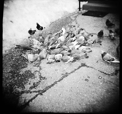 holga_pigeons.jpg