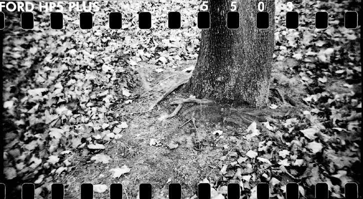 holga_tree.jpg