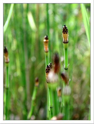 horsetail