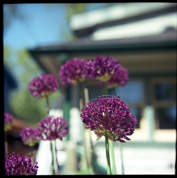 mamiya_allium.jpg