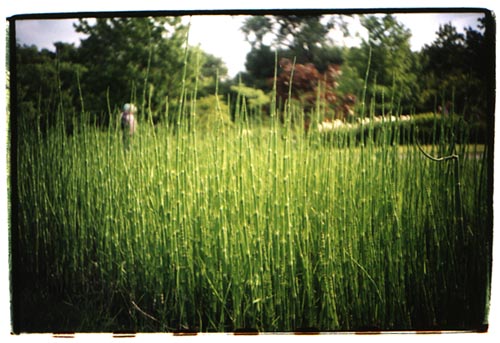 montreal_horsetail.jpg