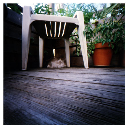 pinhole_cat.jpg