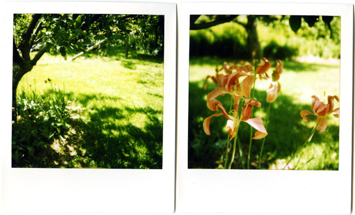 appletrees2.jpg