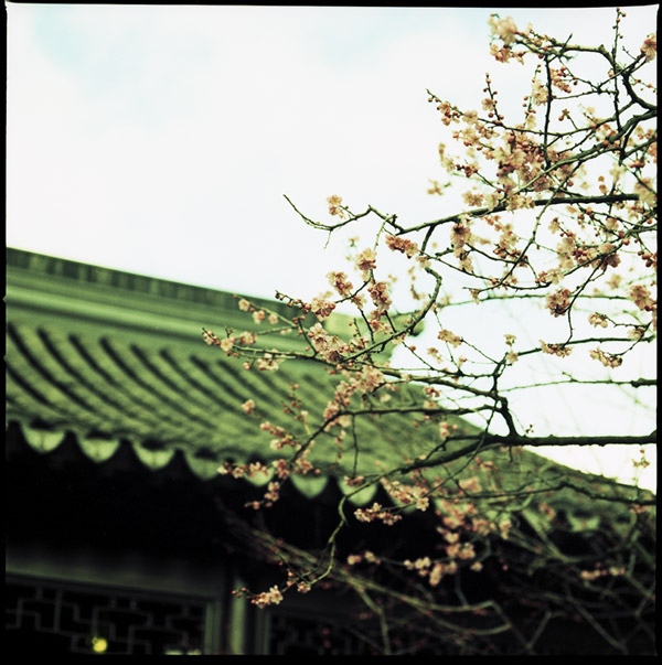 chinesegarden_plum3.jpg