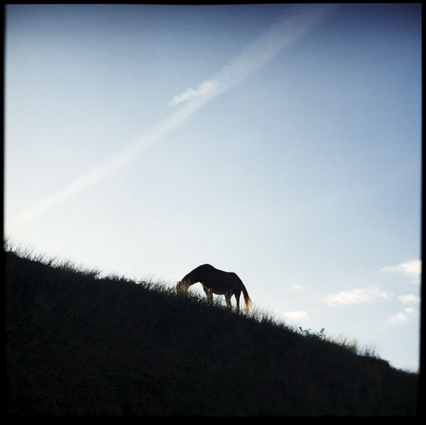 countryside_horse.jpg