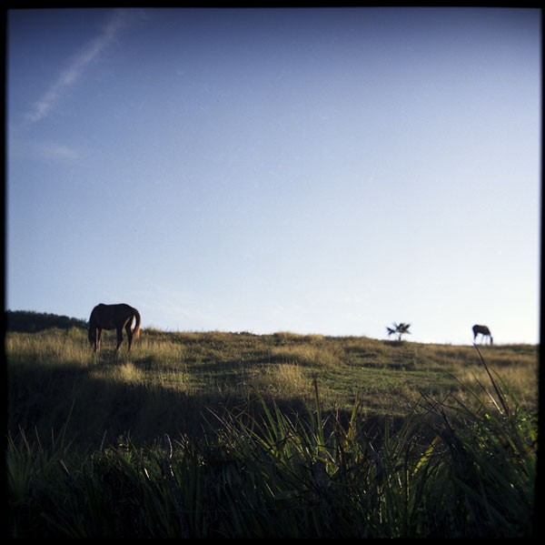 countryside_horses3.jpg