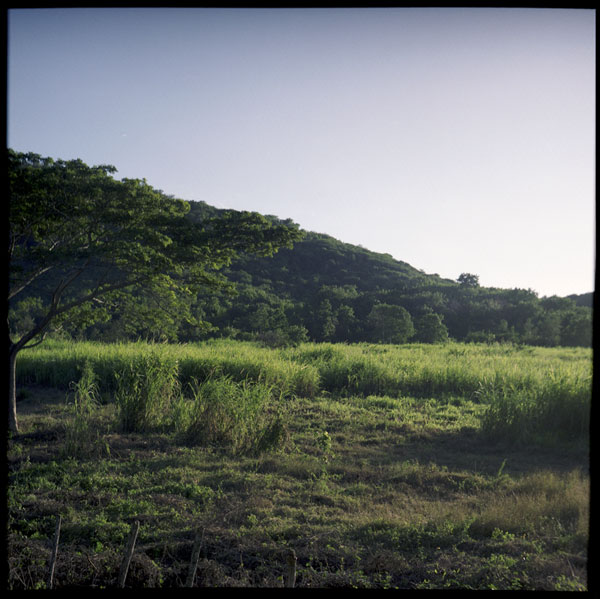 countryside_kinggrass_tree.jpg