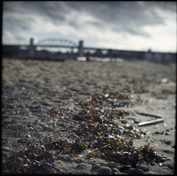 englishbay_beach_kelp.jpg