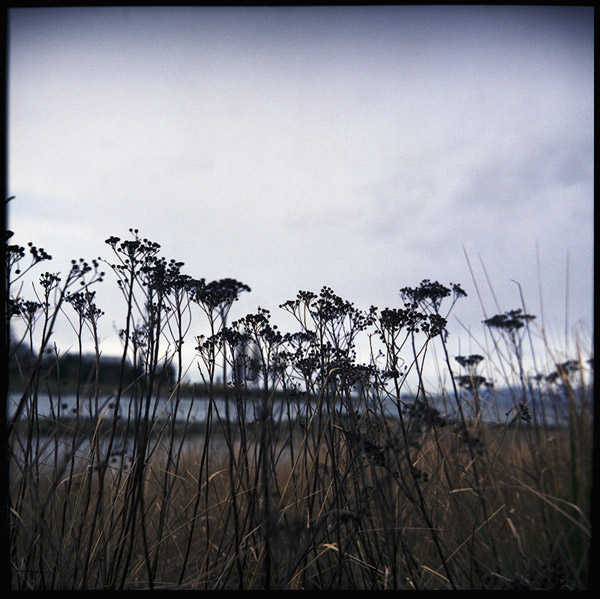 englishbay_tansy.jpg