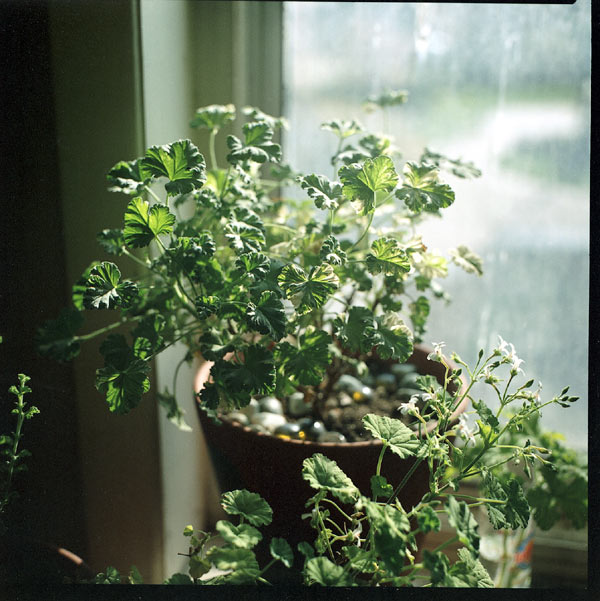 kiev88_geranium.jpg