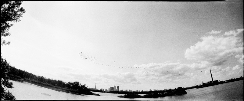 lesliespit_birds_toronto.jpg