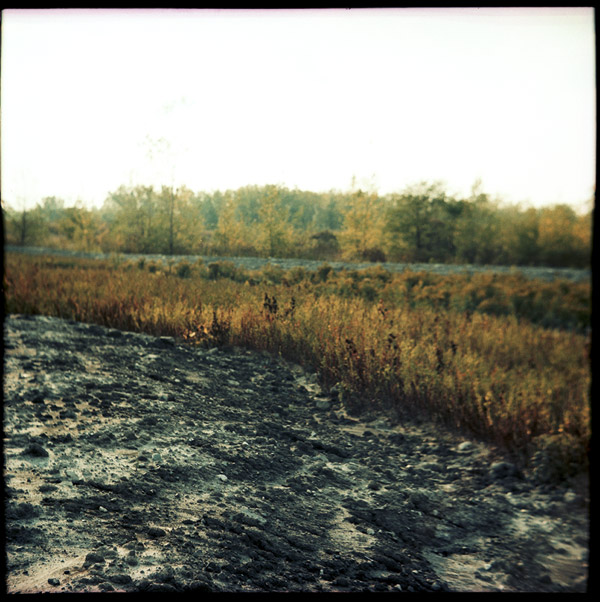 mud-plants-trees.jpg