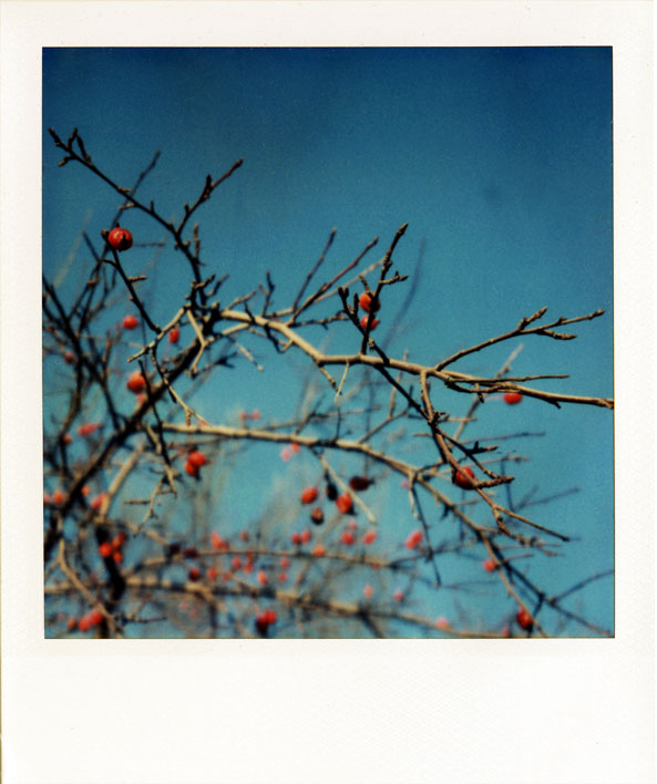 nov12_crabapples.jpg