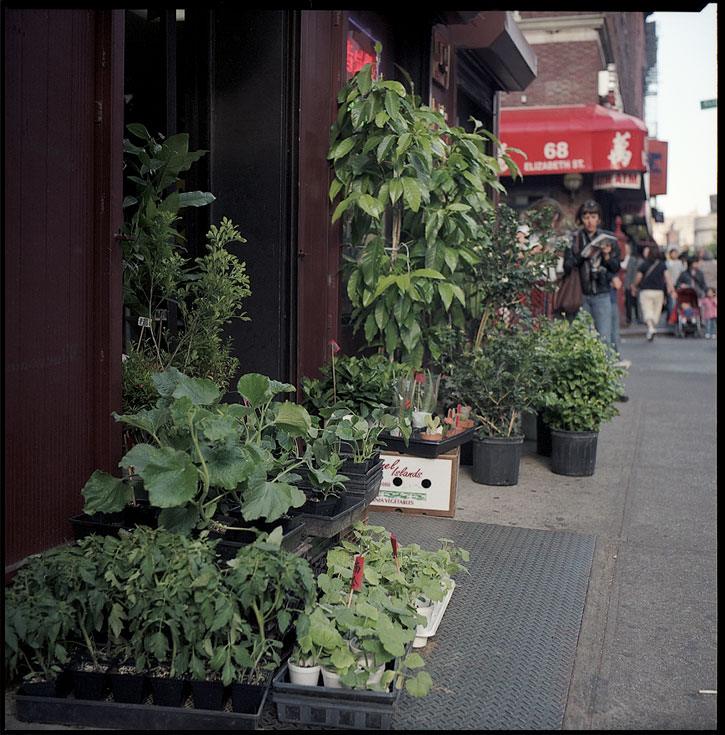 plants_chinatown.jpg