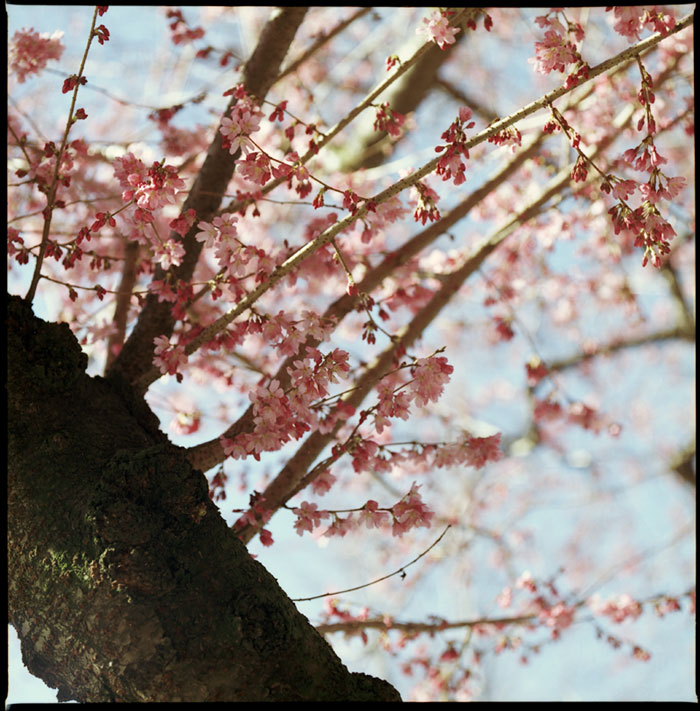 plumblossoms2.jpg