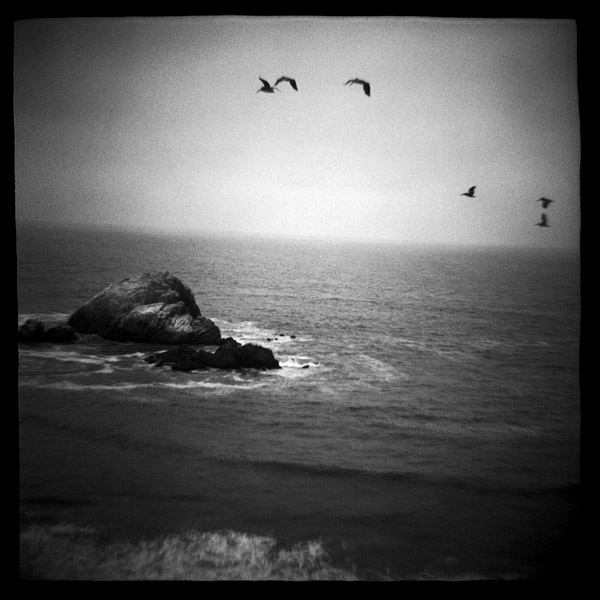 pointlobos_pelicans.jpg