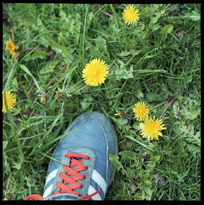 shoe_dandelions.jpg