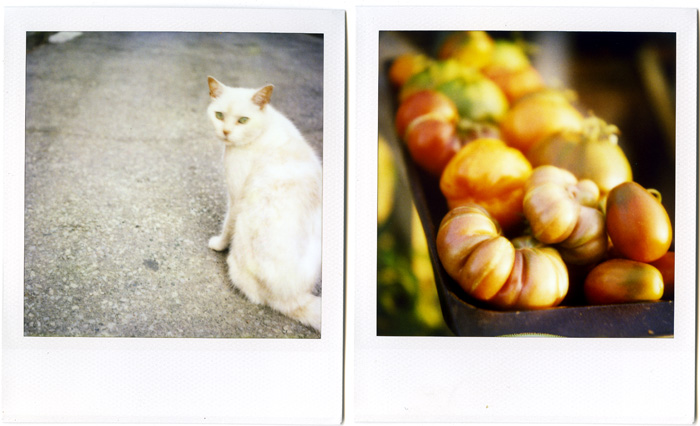 whitecat_tomatoes.jpg