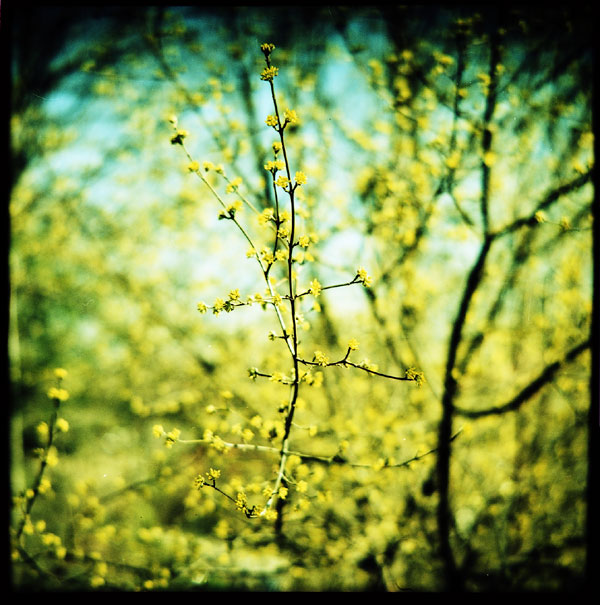 yellow_tree.jpg